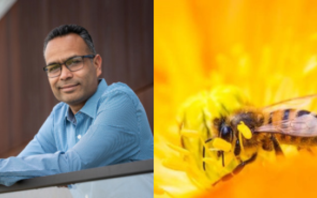 Alberta researchers team up to study honey bee viruses