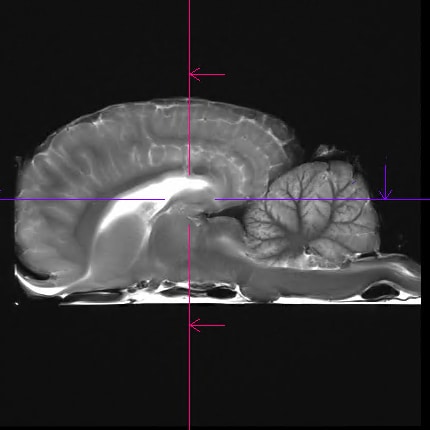 MRI of a horse Brain