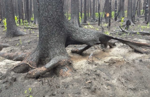 Tree burned by wildfire