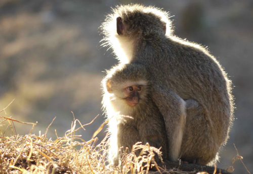 An infant vervet monkey with its mother