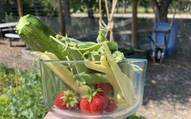 picture of produce from the campus gardens including strawberries, zucchini, and beans