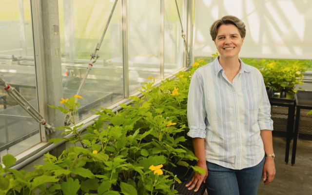 Jenny McCune with wood poppy plants