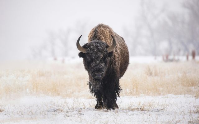 Winter Buffalo