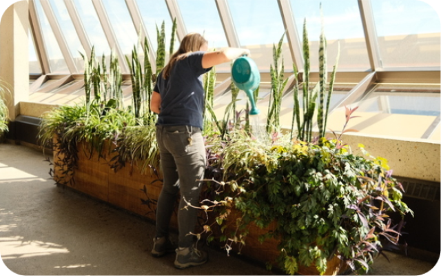 U of L employee watering plants