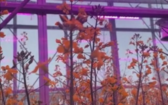 Plants in our greenhouse core facility