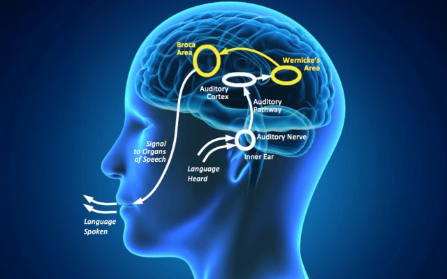 Language Regions of the Brain