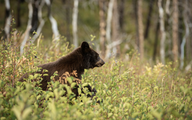 Bear in Waterton