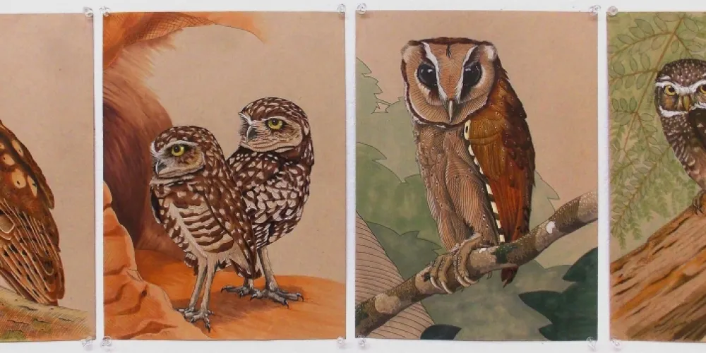 Austin Wohlgemuth, Owl Series (2019) Austin Wohlgemuth, Owl Series (2019)