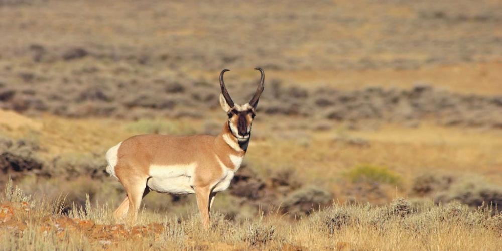 Pronghorn