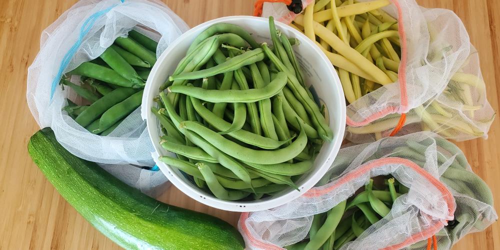 image of fresh produce including beans, zucchini, and snap peas from the campus roots garden