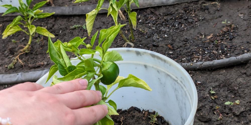 Green pepper plant in Campus Roots Garden plot. 