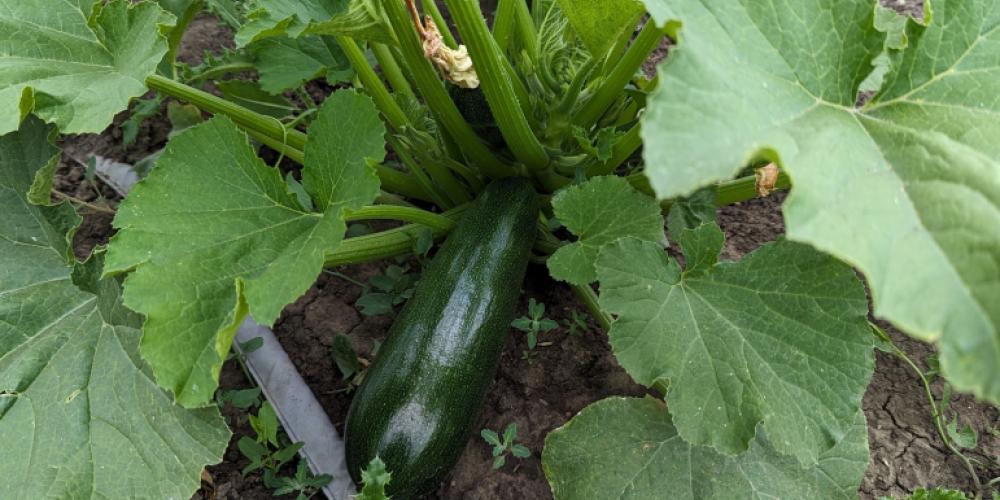 Zucchini plant in Campus Roots Garden Plot.