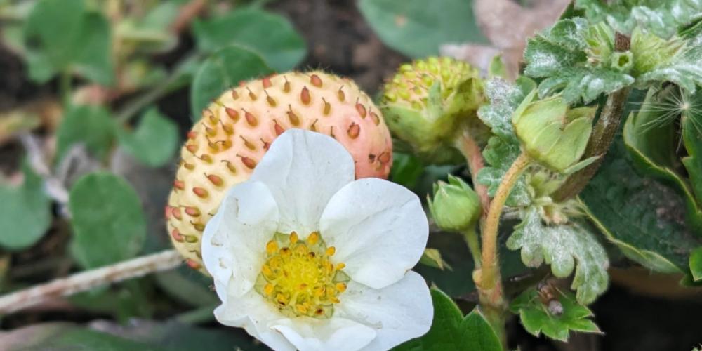 Strawberry plant in garden bed.