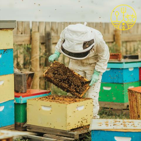 Bee keeper looking at the bees.