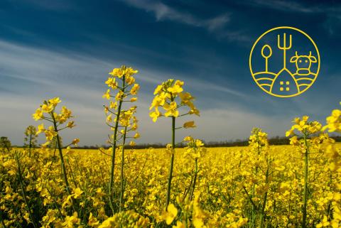 A field of canola against a dark sky