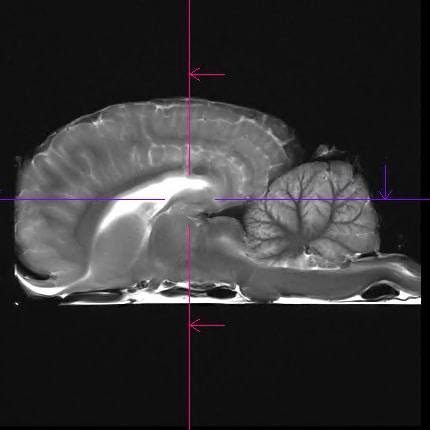 MRI of a horse Brain