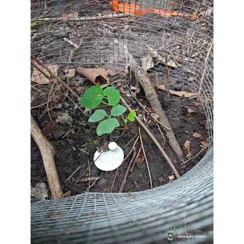Seedlings for Conservation Seedlings for Conservation