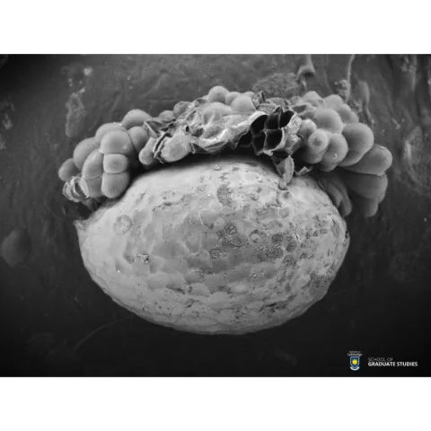 Exploding elaiosome! Exploding elaiosome!