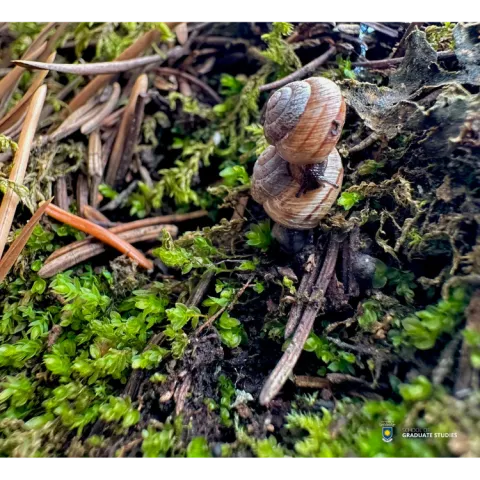 Snails in Full Spring Snails in Full Spring