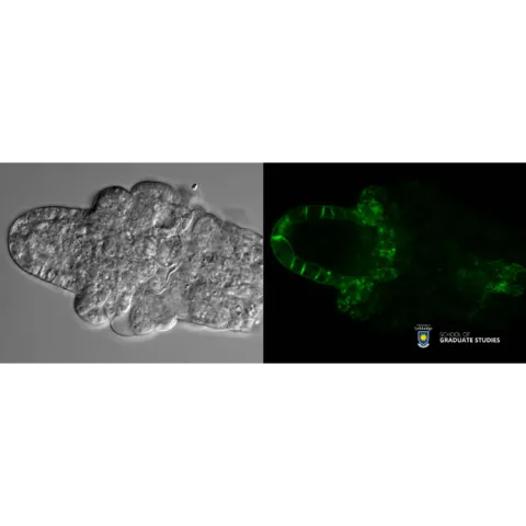 "Bright" Beginnings: The Path from Ovule to Seed "Bright" Beginnings: The Path from Ovule to Seed