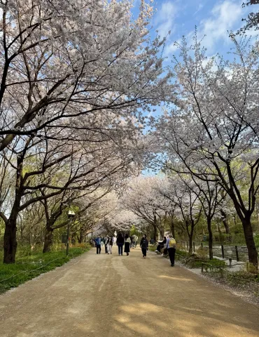 Konkuk Cherry blossoms