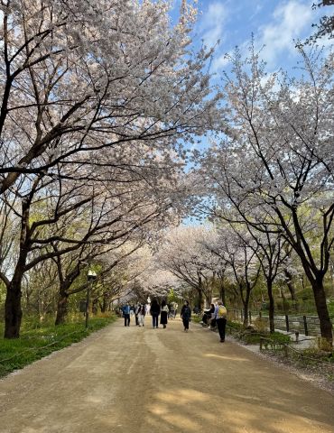 Konkuk Cherry blossoms